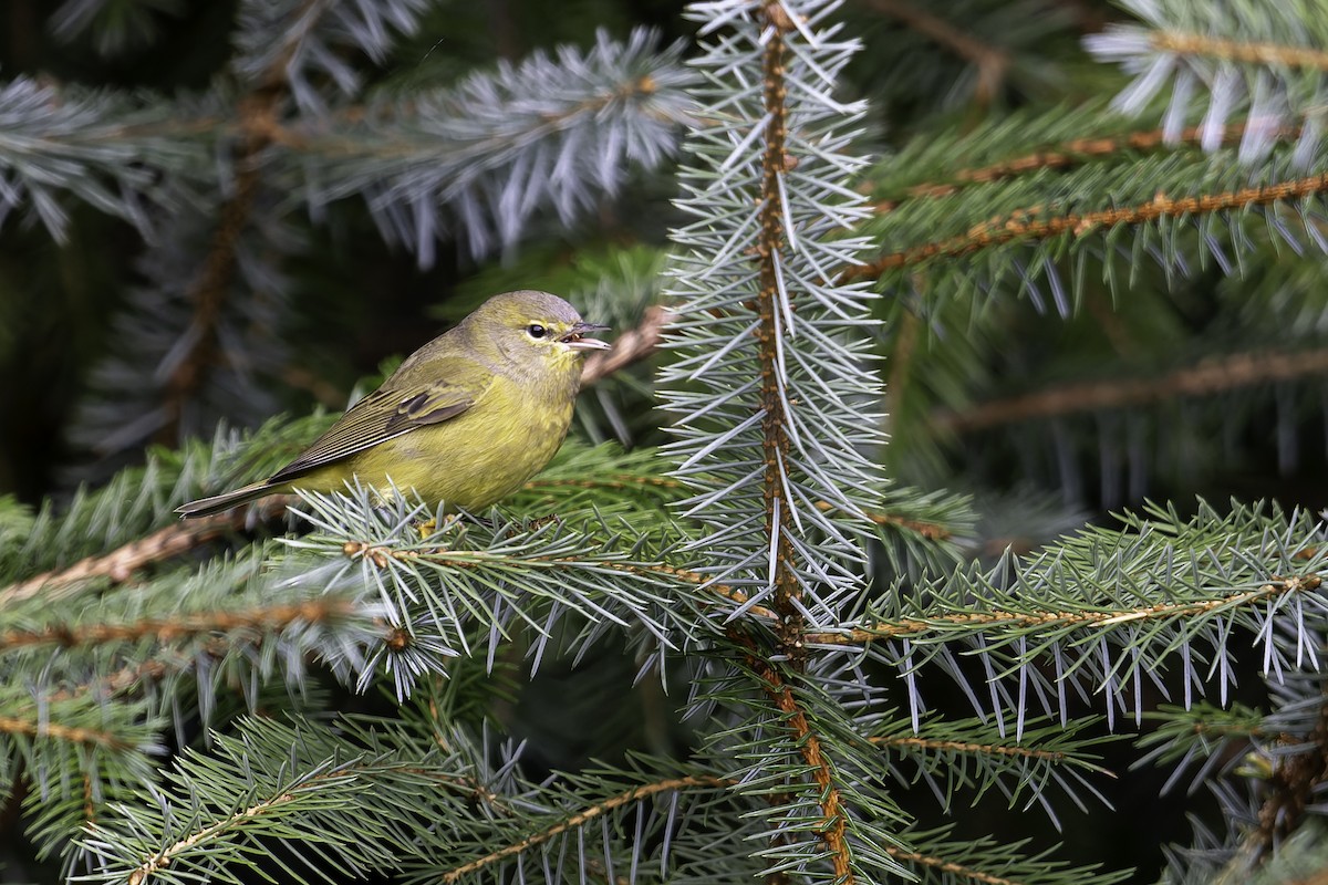 Orange-crowned Warbler - ML642621278