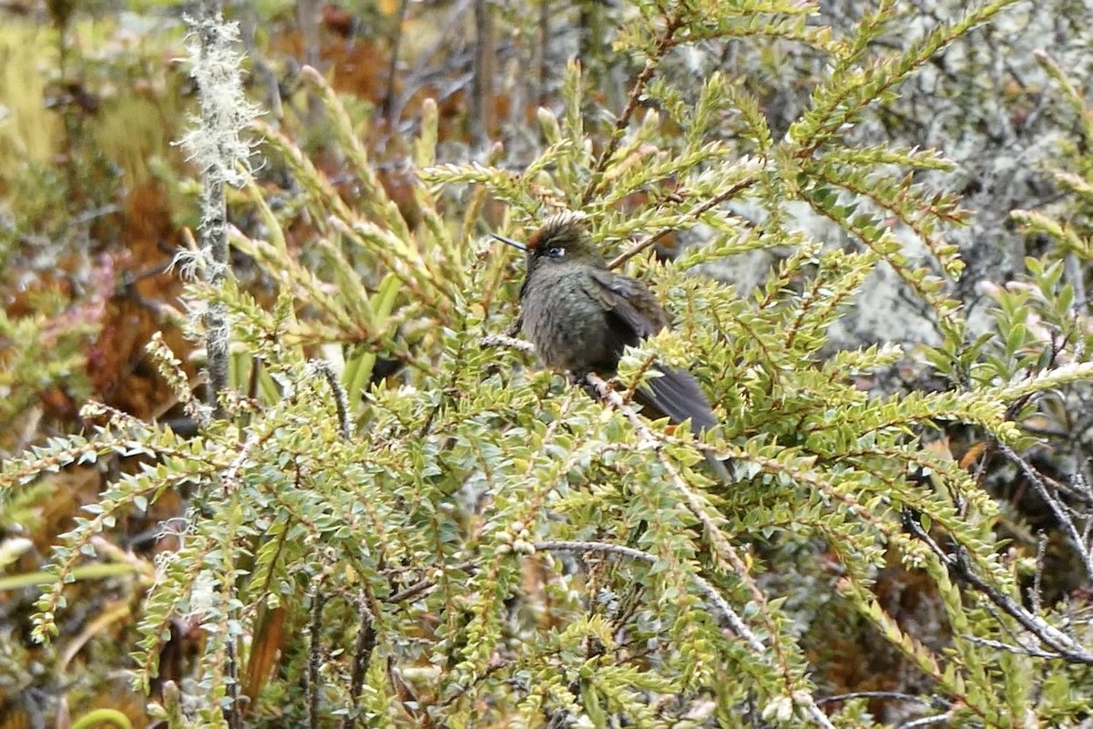 Rainbow-bearded Thornbill - ML642621280