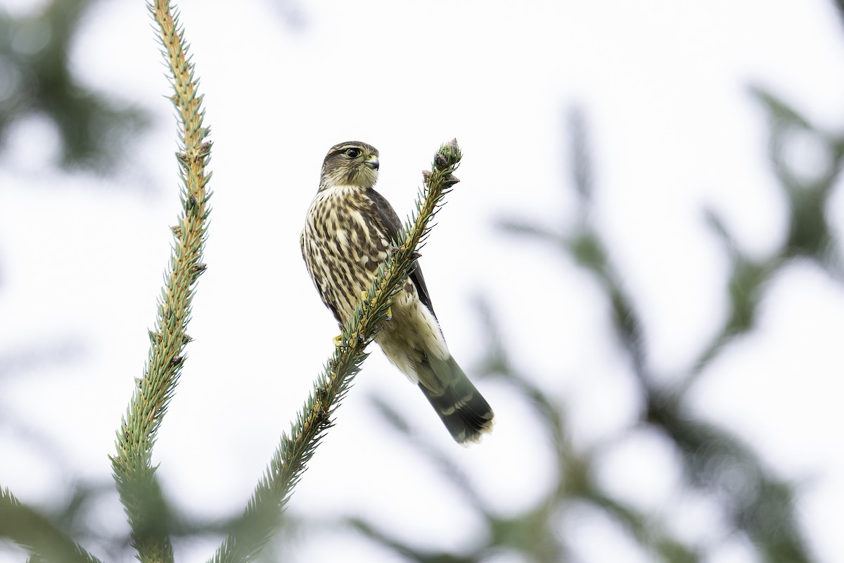 Merlin - ML642621283