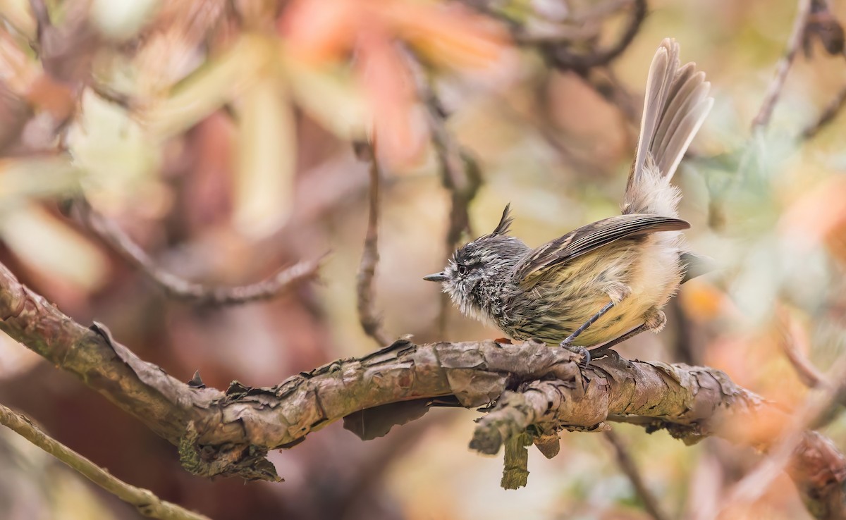 Tufted Tit-Tyrant - ML642621308