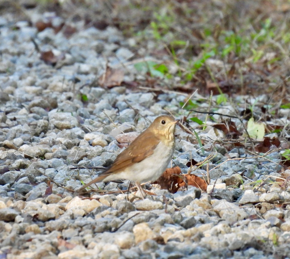 Veery - ML642621315