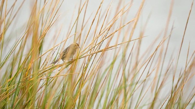 Nelson's/Saltmarsh Sparrow (Sharp-tailed Sparrow) - ML642621331