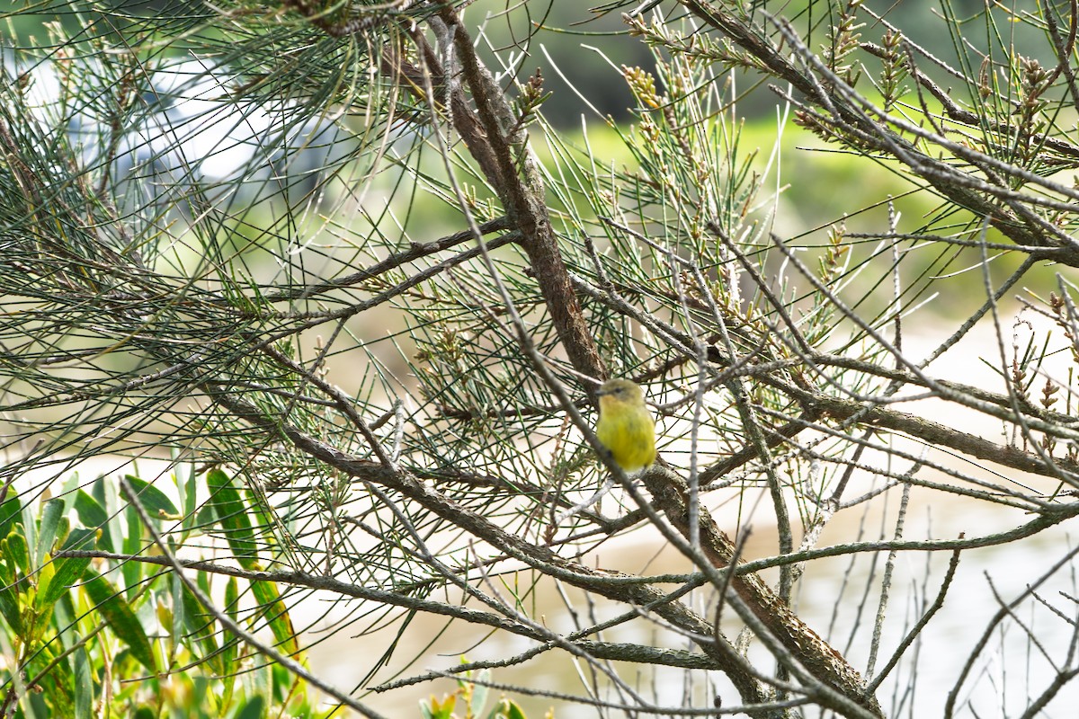 Yellow Thornbill - ML642621354
