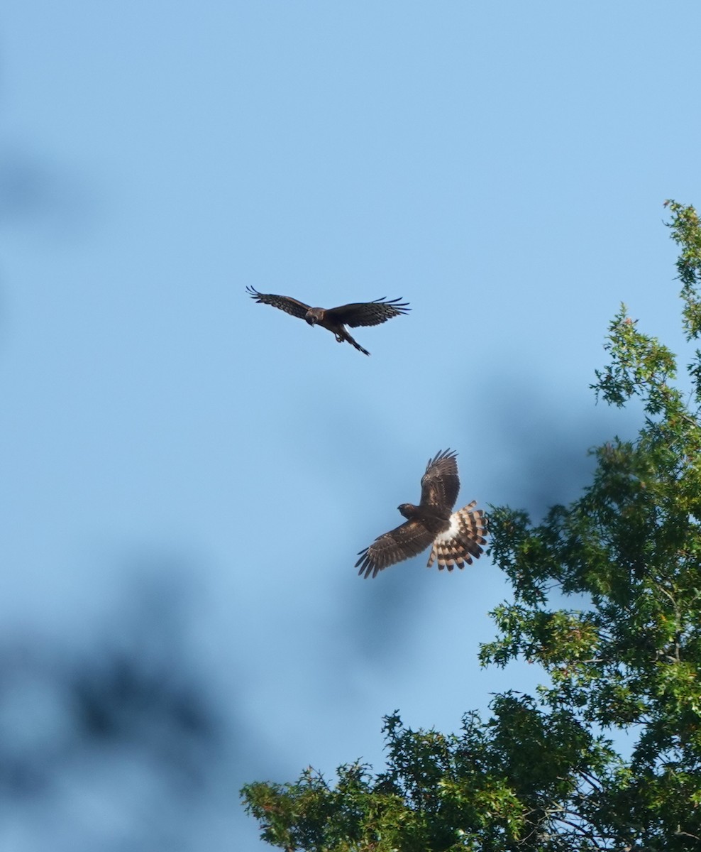 Northern Harrier - ML642621358