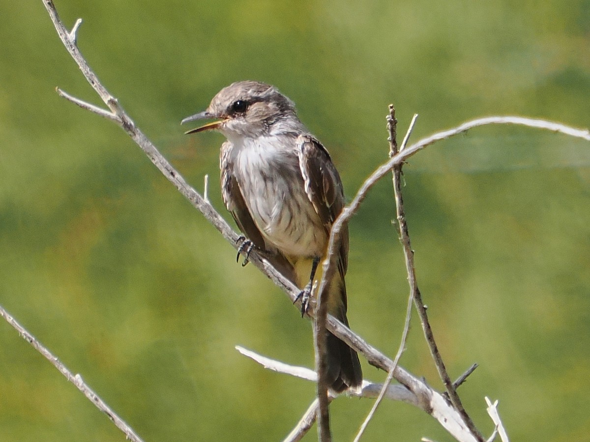 Vermilion Flycatcher - ML642621366