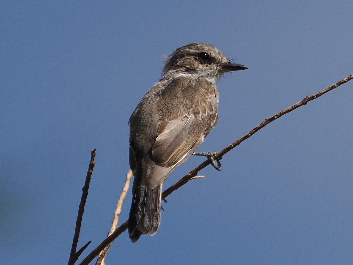 Vermilion Flycatcher - ML642621367