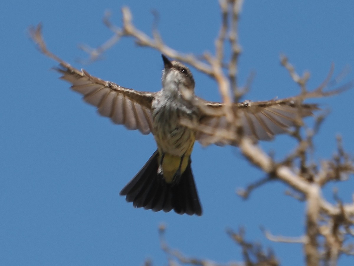 Vermilion Flycatcher - ML642621368