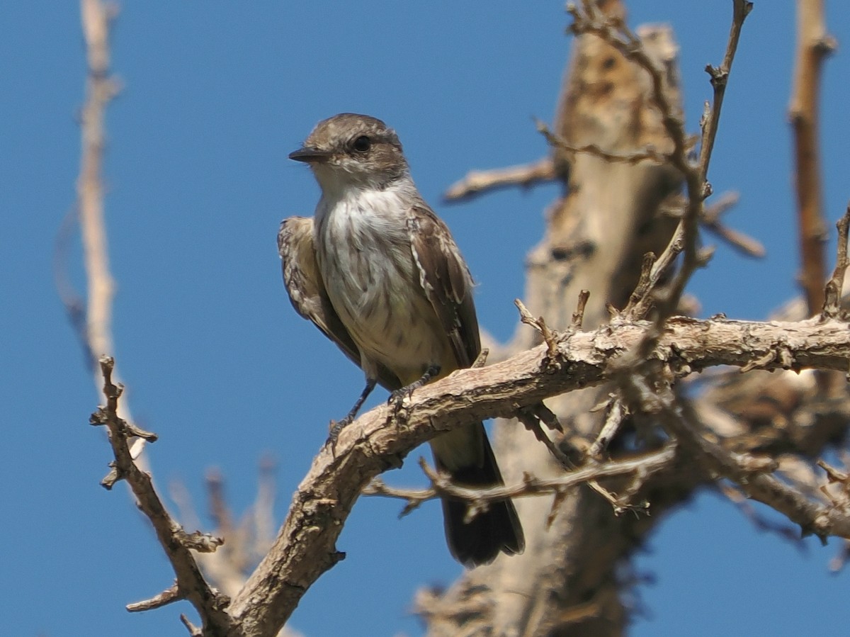Vermilion Flycatcher - ML642621370