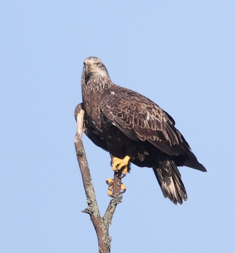 Bald Eagle - ML642621376
