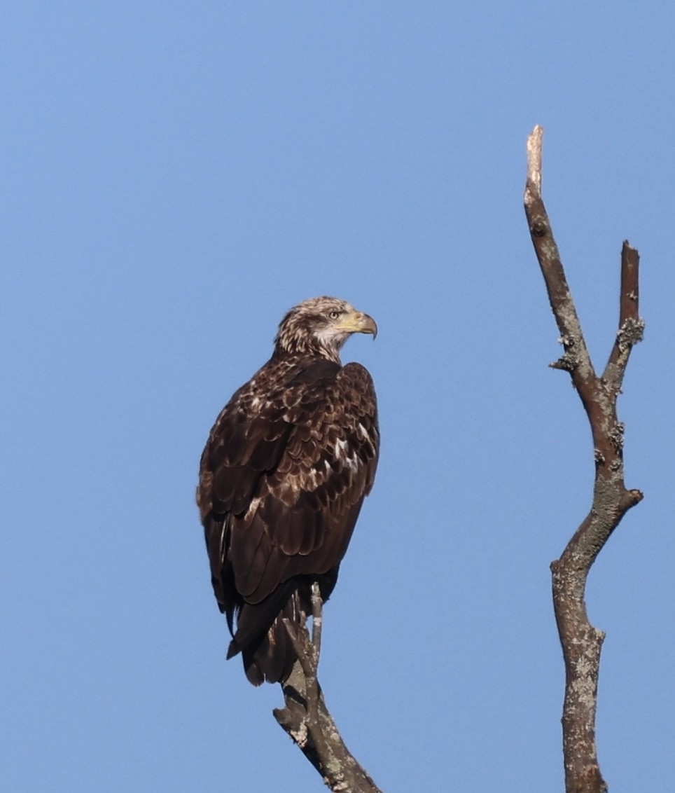 Bald Eagle - ML642621377