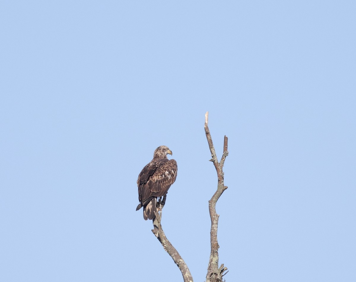 Bald Eagle - ML642621378