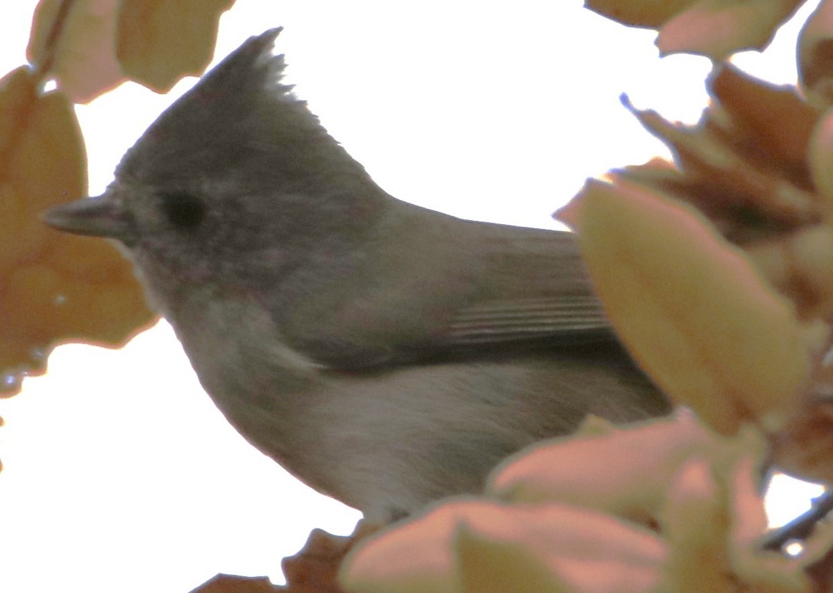 Oak Titmouse - ML642621379