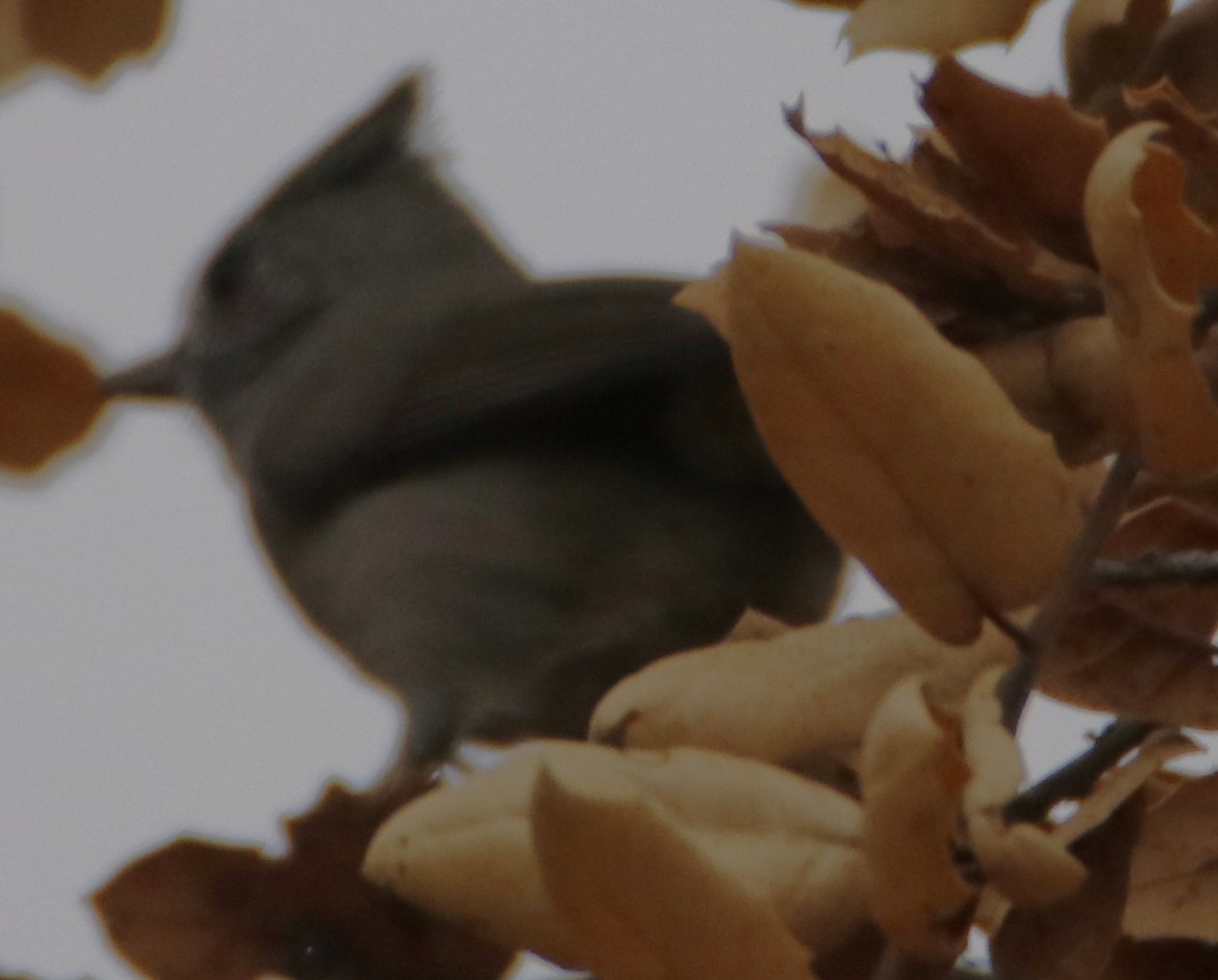 Oak Titmouse - ML642621380