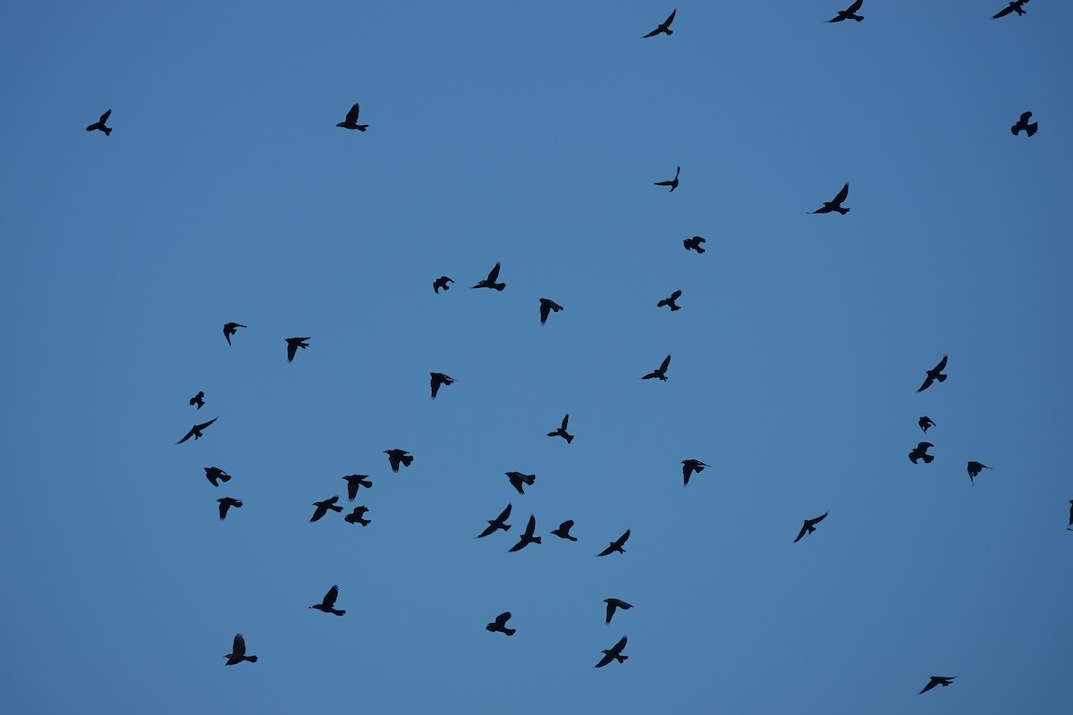 Common Grackle - ML642621414