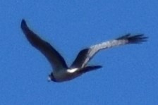 Long-winged Harrier - ML642621415