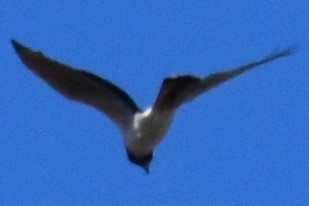 Long-winged Harrier - ML642621416
