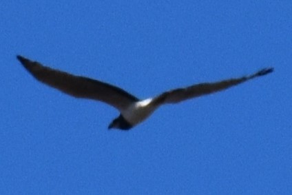 Long-winged Harrier - ML642621417
