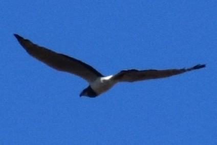 Long-winged Harrier - ML642621418