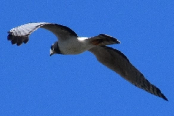 Long-winged Harrier - ML642621419