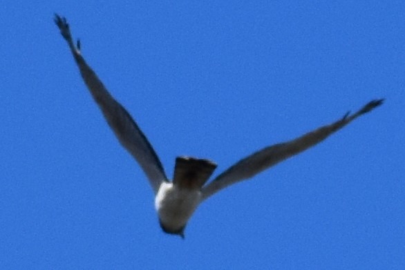 Long-winged Harrier - ML642621420