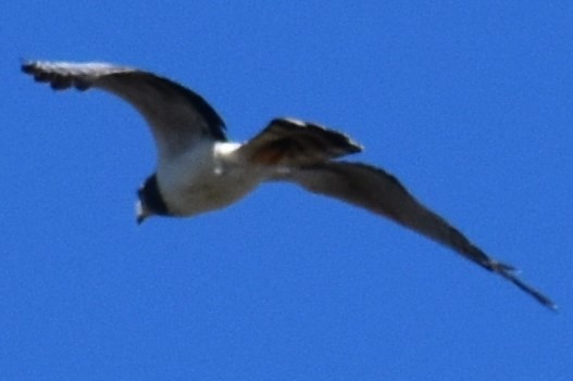 Long-winged Harrier - ML642621422
