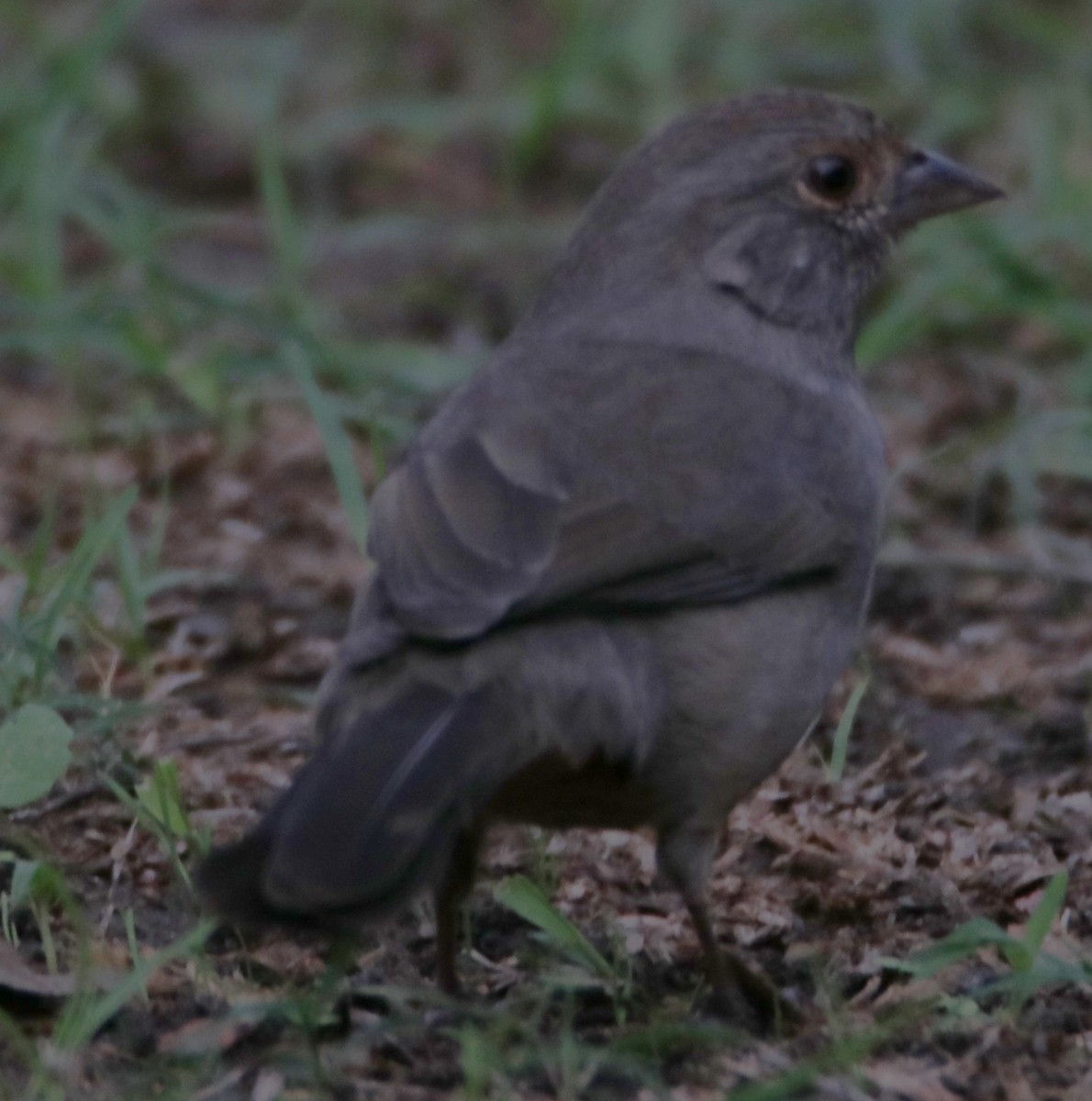 California Towhee - ML642621426
