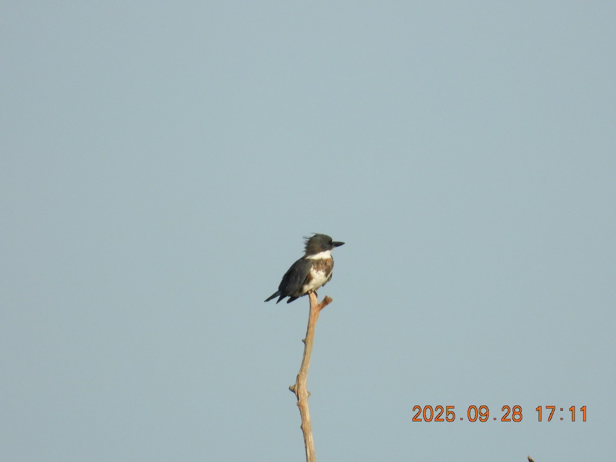 Belted Kingfisher - ML642621440