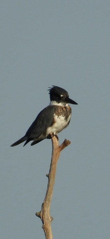 Belted Kingfisher - ML642621441
