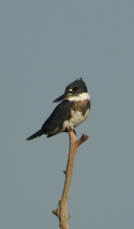 Belted Kingfisher - ML642621443