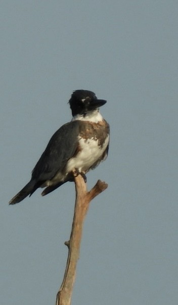 Belted Kingfisher - ML642621444