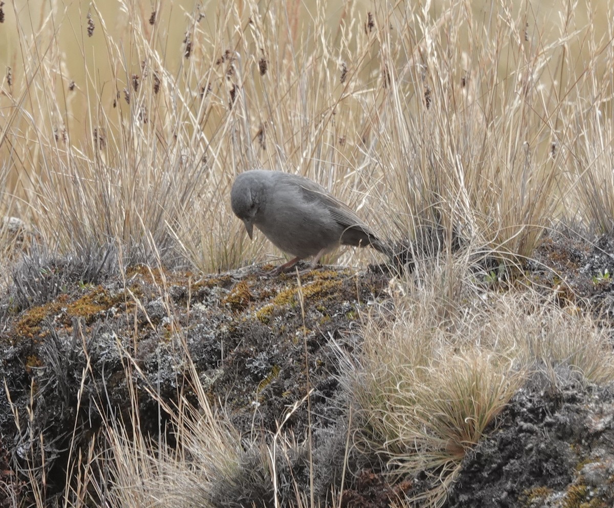 Boulder Finch - ML642621453
