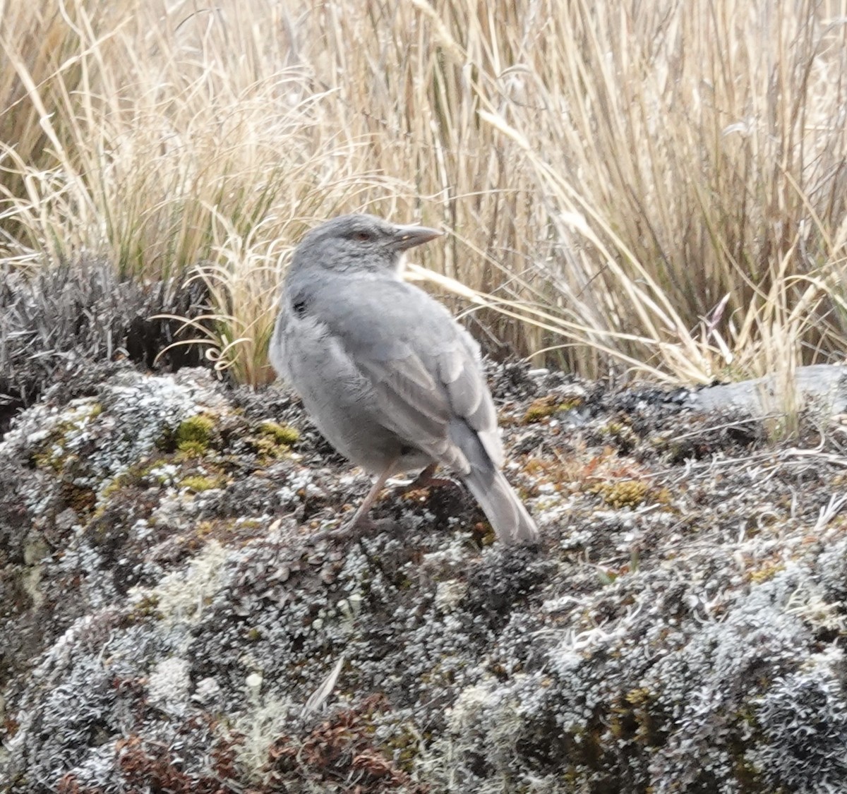 Boulder Finch - ML642621454
