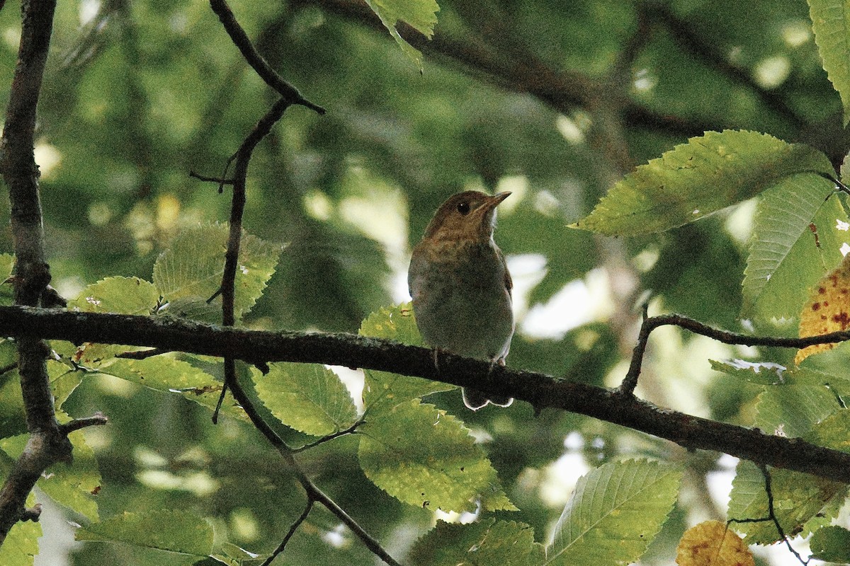 Veery - ML642621455