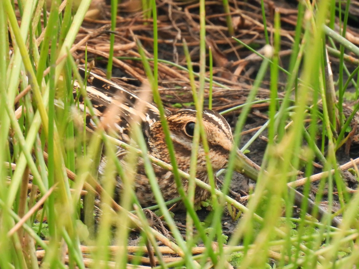 Wilson's Snipe - ML642621456