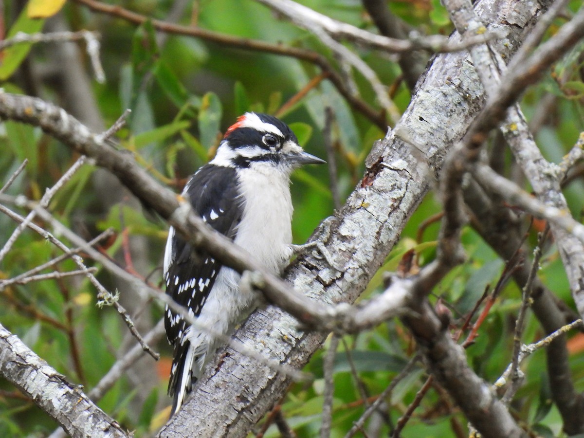 Downy Woodpecker - ML642621462