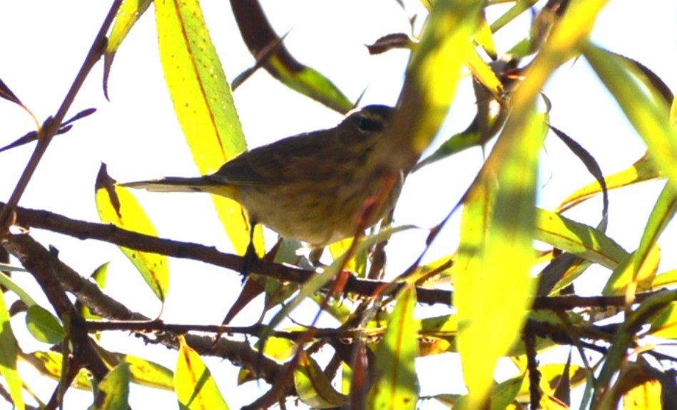 Palm Warbler - ML642621465