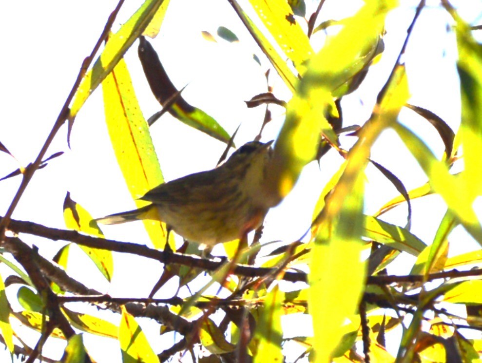 Palm Warbler - ML642621466