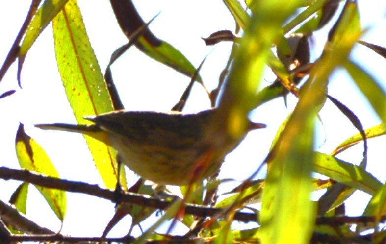 Palm Warbler - ML642621467