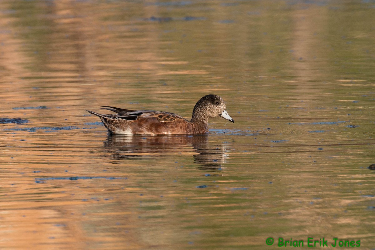 American Wigeon - ML642621482