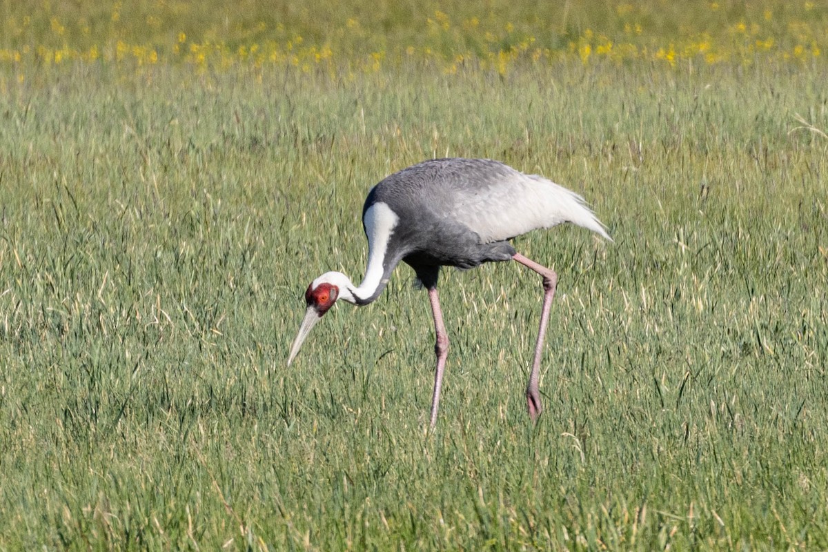 hvitnakketrane - ML642621487