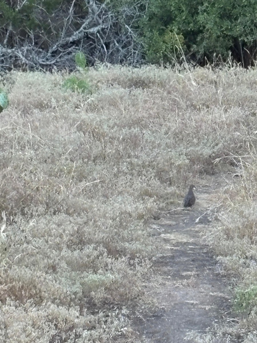 Northern Bobwhite - ML642621493