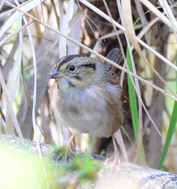 Swamp Sparrow - ML642621502