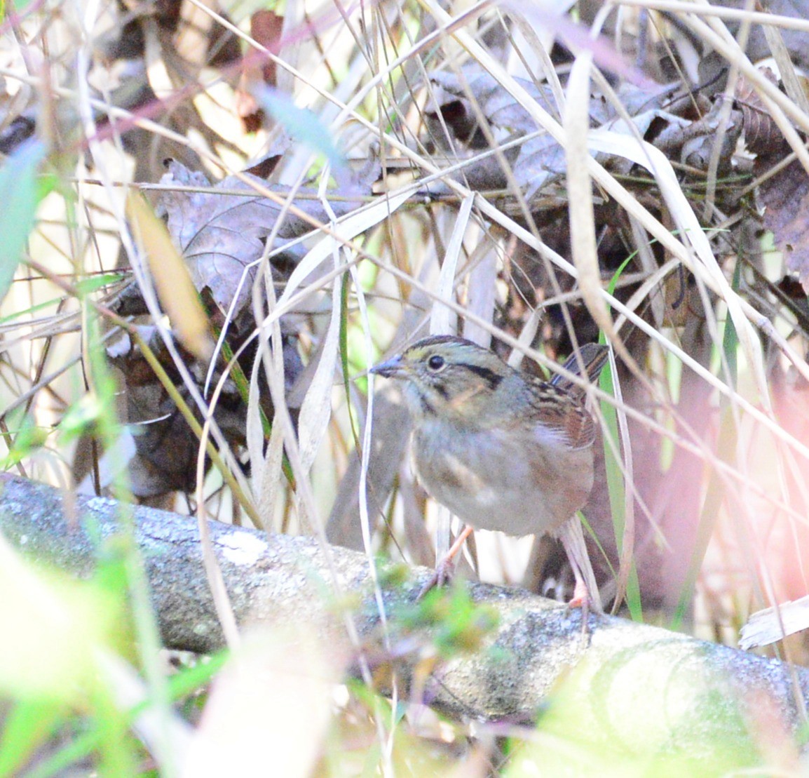 Swamp Sparrow - ML642621503