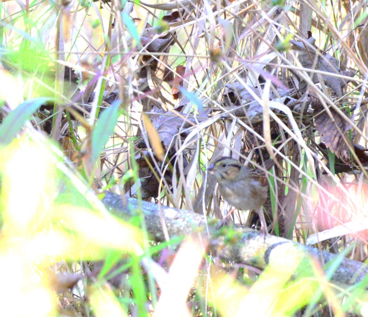 Swamp Sparrow - ML642621504