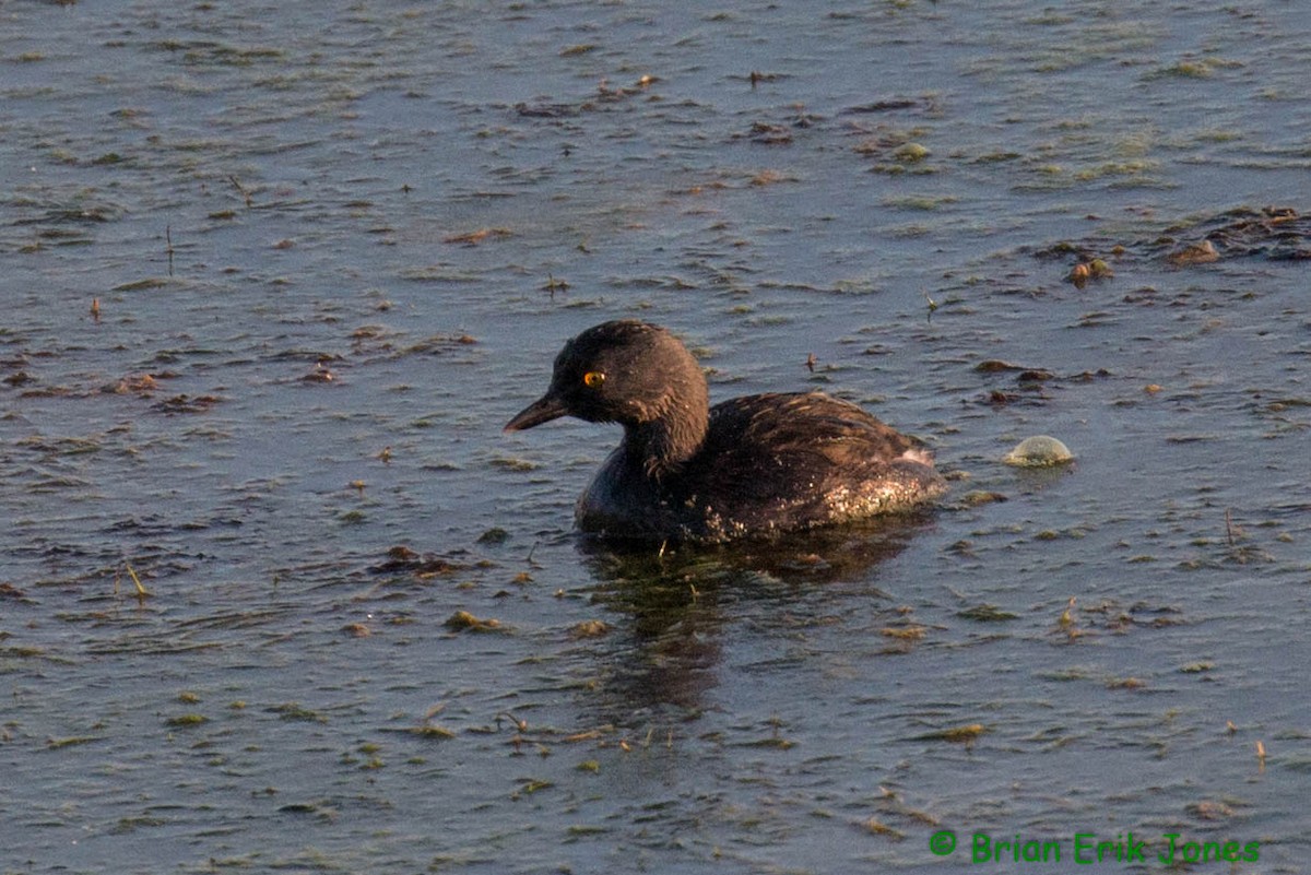Least Grebe - ML642621505