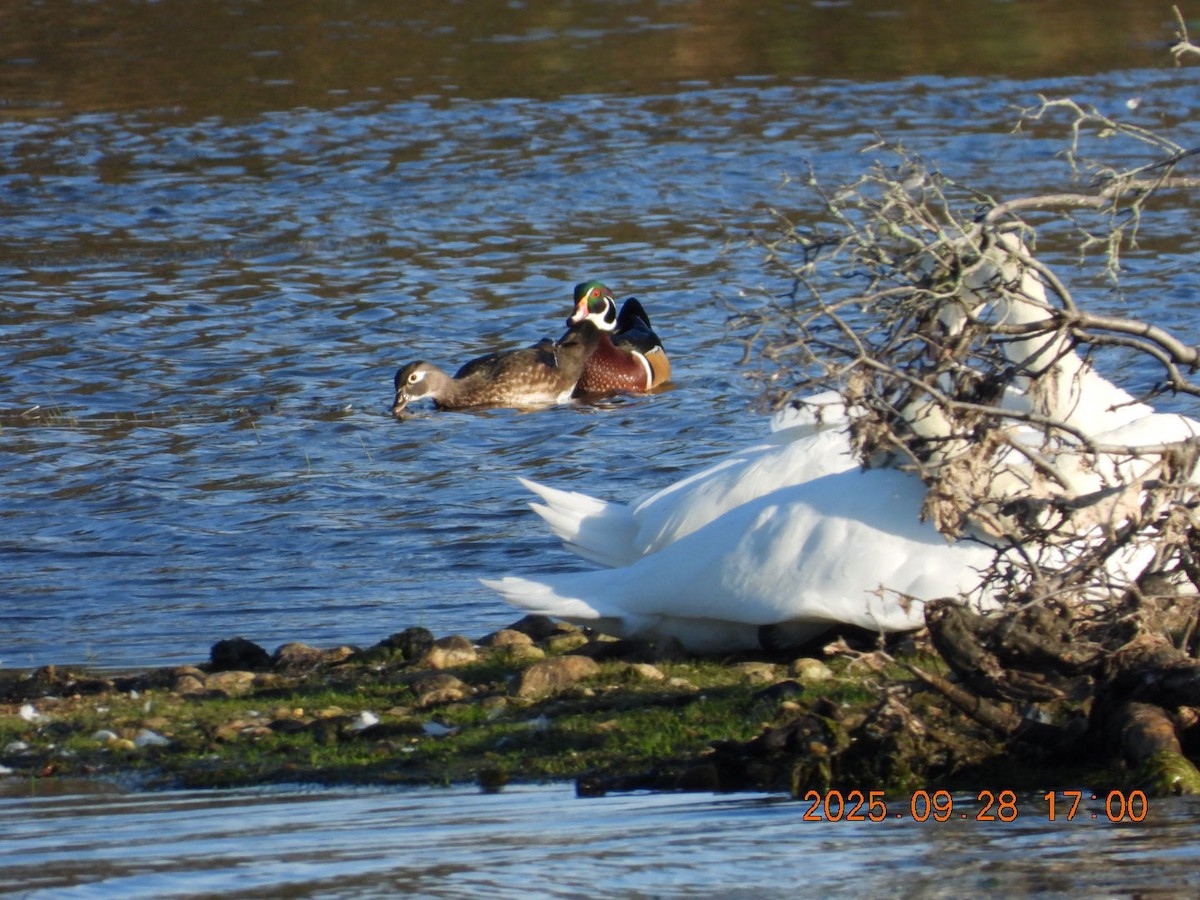 Wood Duck - ML642621510