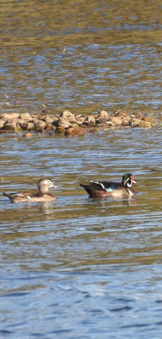 Wood Duck - ML642621512