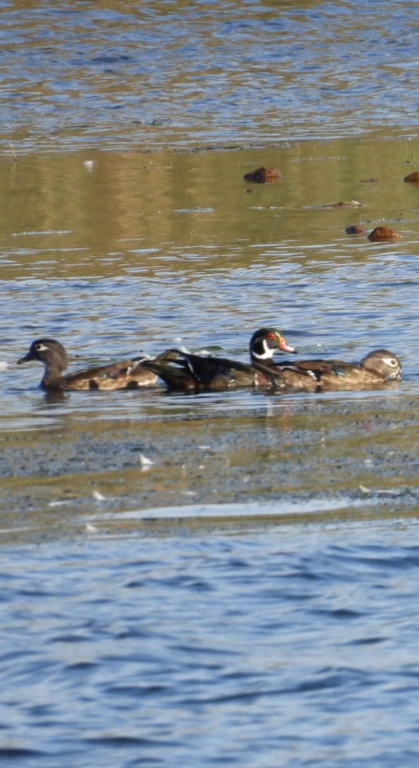 Wood Duck - ML642621513