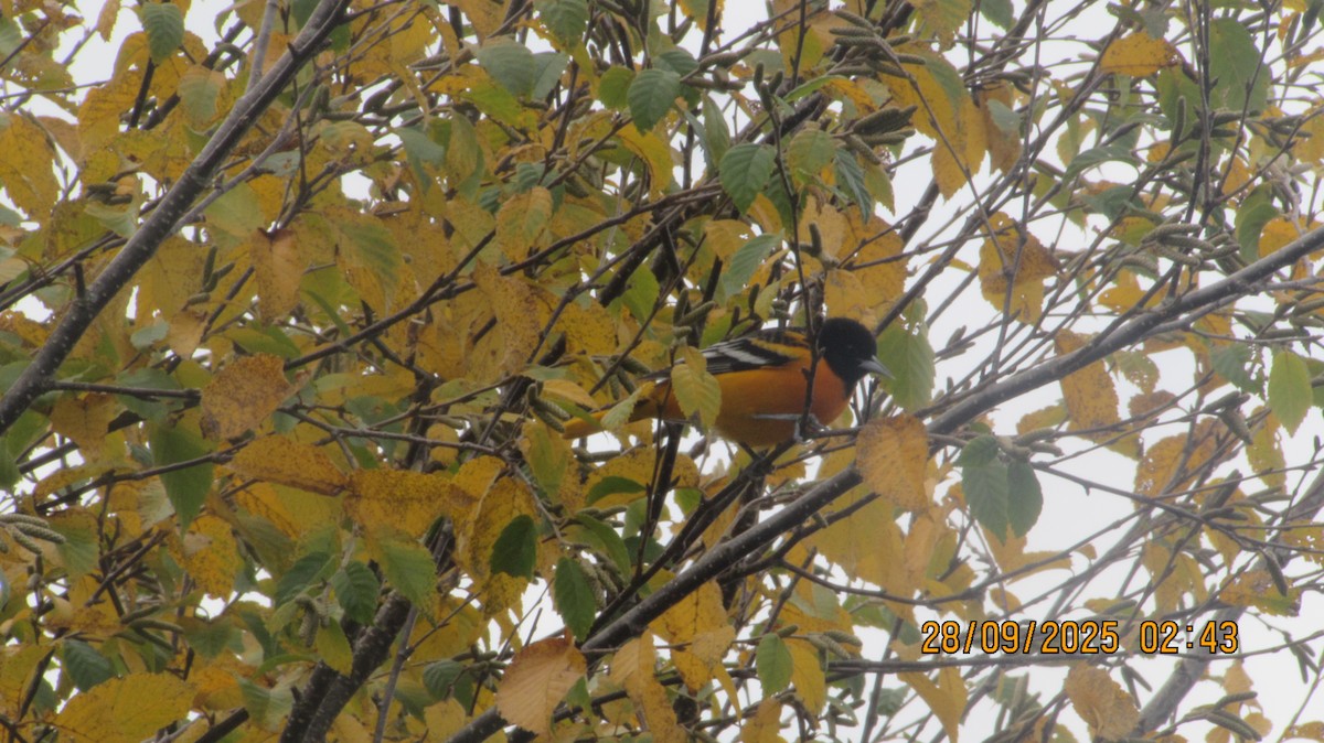 Baltimore Oriole - ML642621514