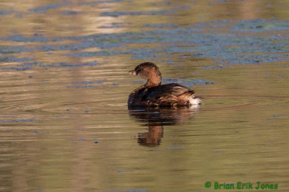 Pied-billed Grebe - ML642621515
